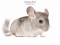 March of the Chinchillas